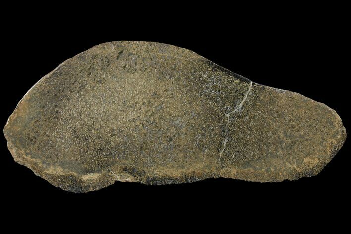 Polished Iguanodon Bone - Isle Of Wight #131198
